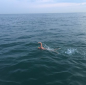 Former Pupil Finally Swims The Channel Former Pupil Finally Swims The Channel