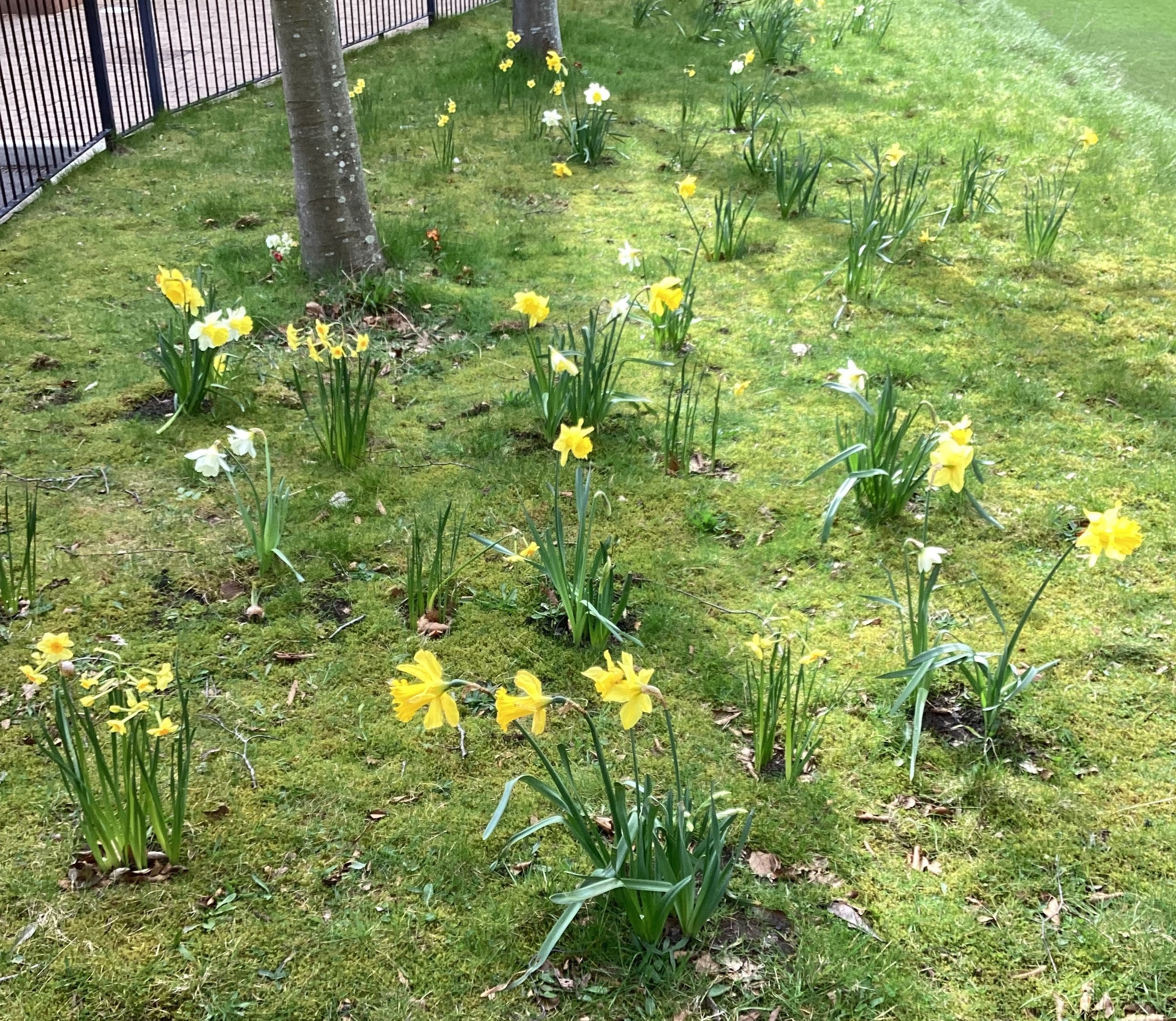 Mental Health Week Daffodils Come Into Bloom Mental Health Week Daffodils Come Into Bloom