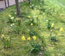 Mental Health Week Daffodils Come Into Bloom Mental Health Week Daffodils Come Into Bloom